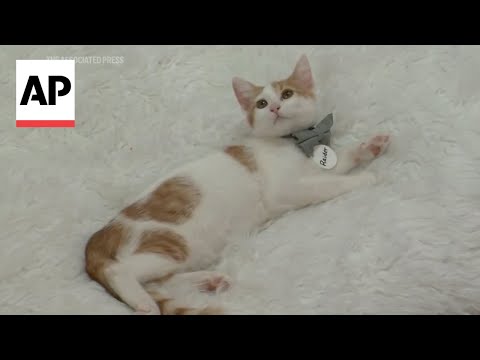 Cats are getting sick with bird flu. Here’s how to protect them [Video]