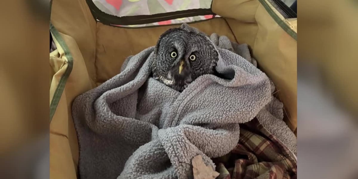 Woman rescues 2 owls in 2 separate incidents on the same day [Video]