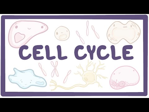 Cell cycle – microbiology, biology, physiology [Video]