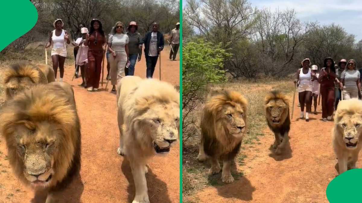 Family Walks 3 Lions in TikTok Video, SA Jokes As Group Gets Nervous Mid-stunt