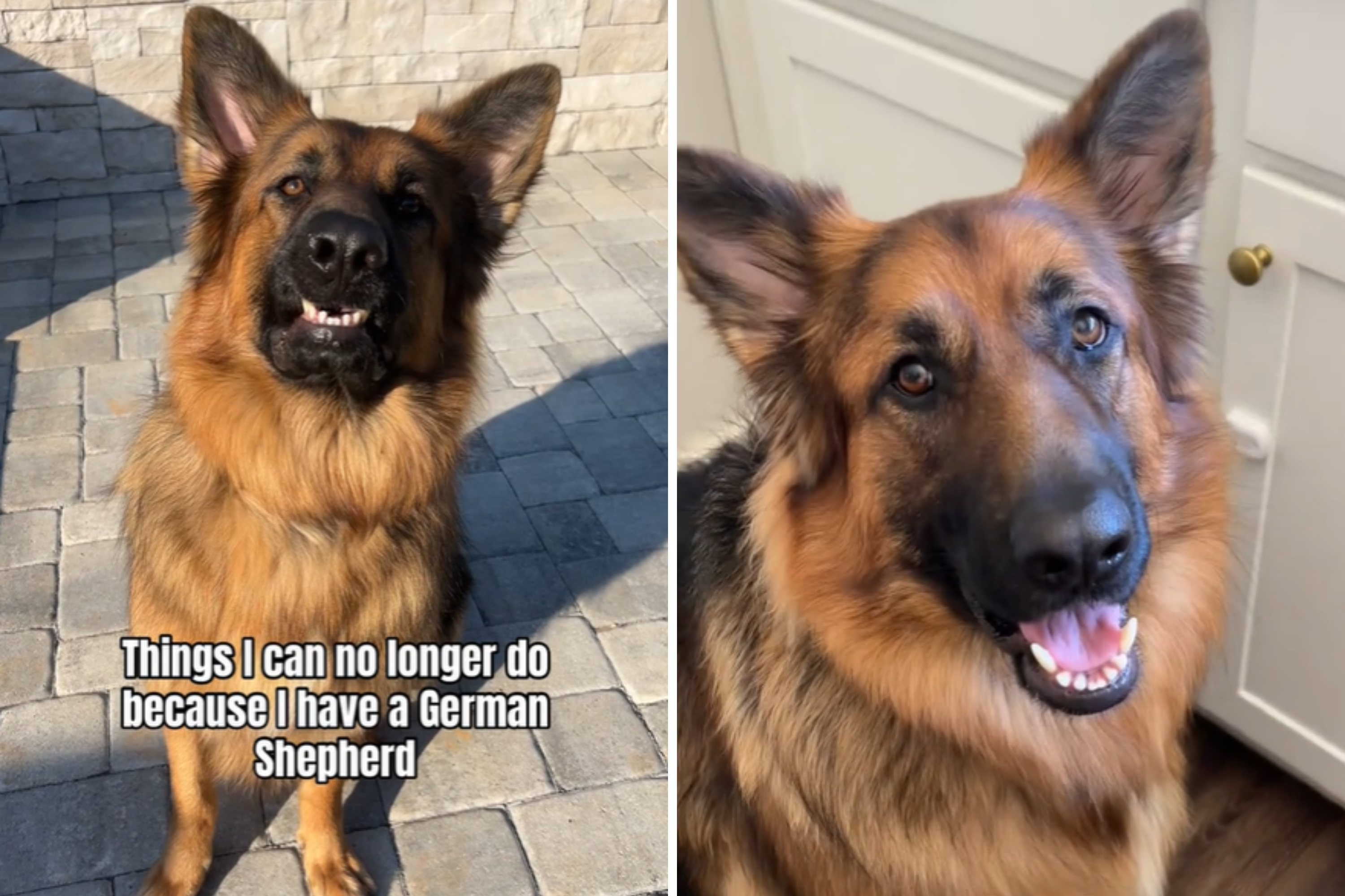 Woman Gets German Shepherd, Then Discovers List of Things She Can’t Do [Video]