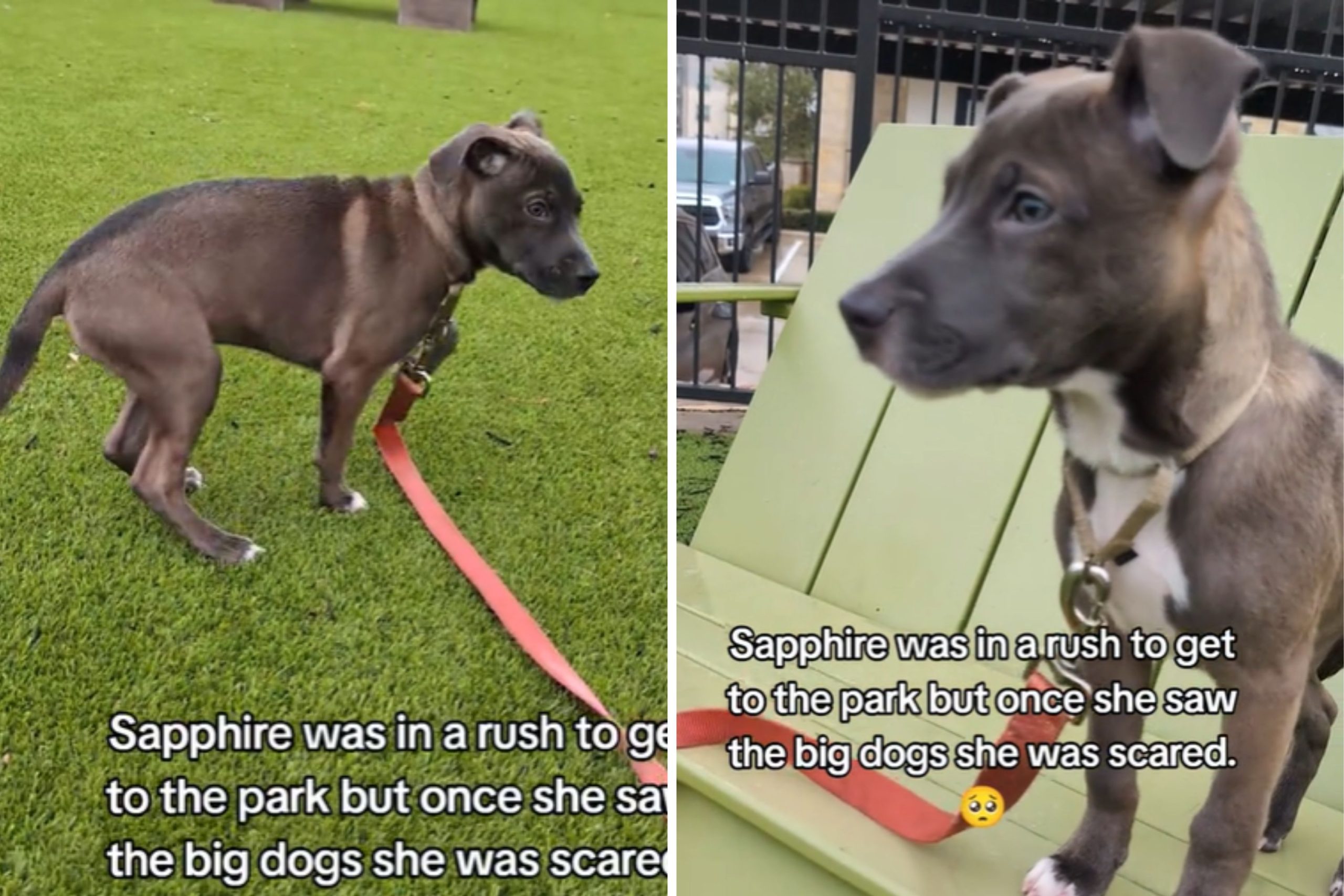 Tiny Pup Excited for Park Suddenly Becomes Scared When She Sees ‘Big Dogs’ [Video]