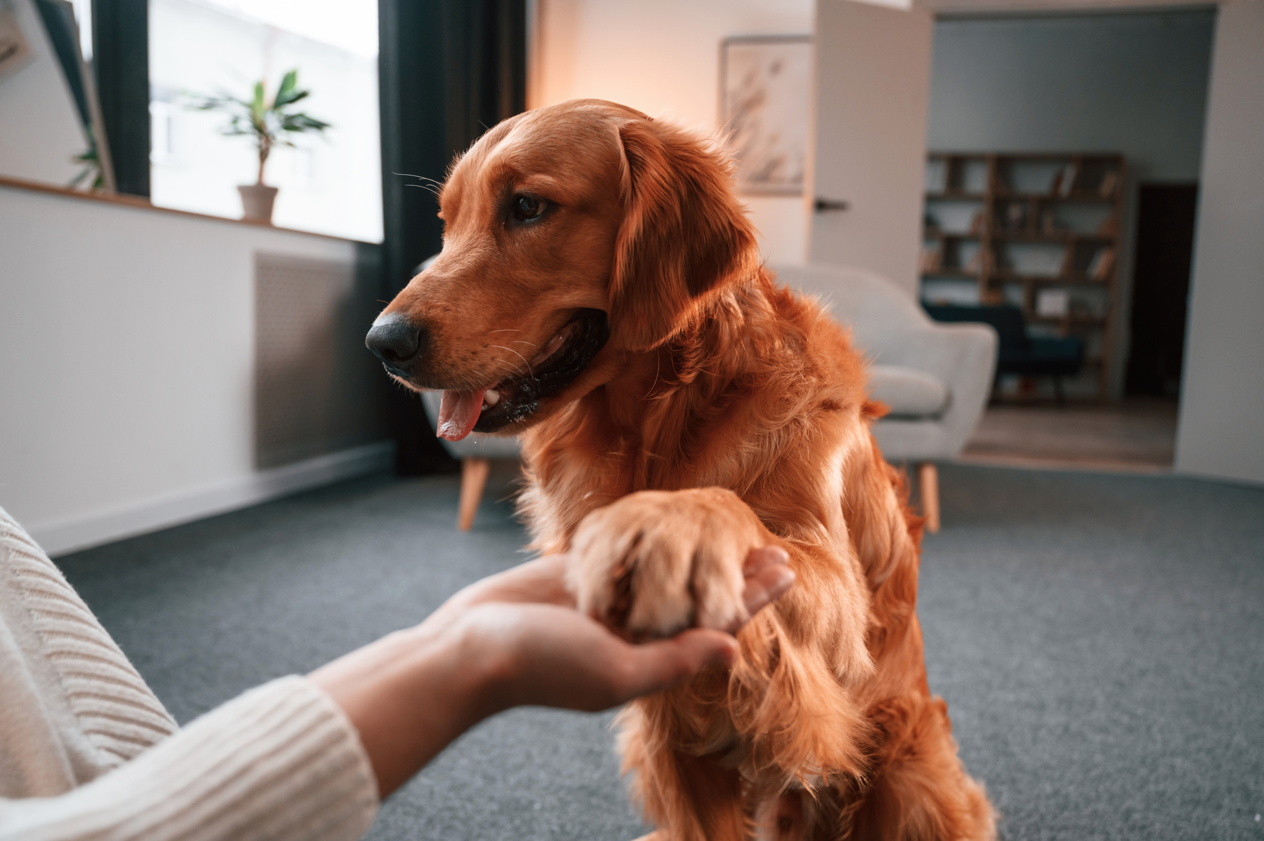 Dog Thinking Engagement Ring Is for Him Delights Internet: ‘If You Insist’ [Video]