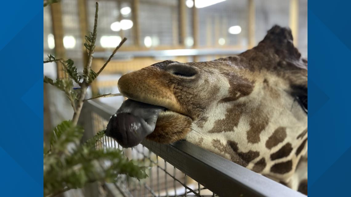 African Safari Wildlife Park in Port Clinton offers new giraffe barn experience [Video]