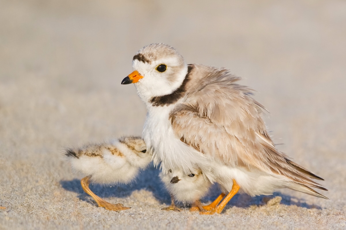 In Conservation Success Story, Massachusetts Piping Plovers Have Their Second Record Nesting Year in a Row [Video]