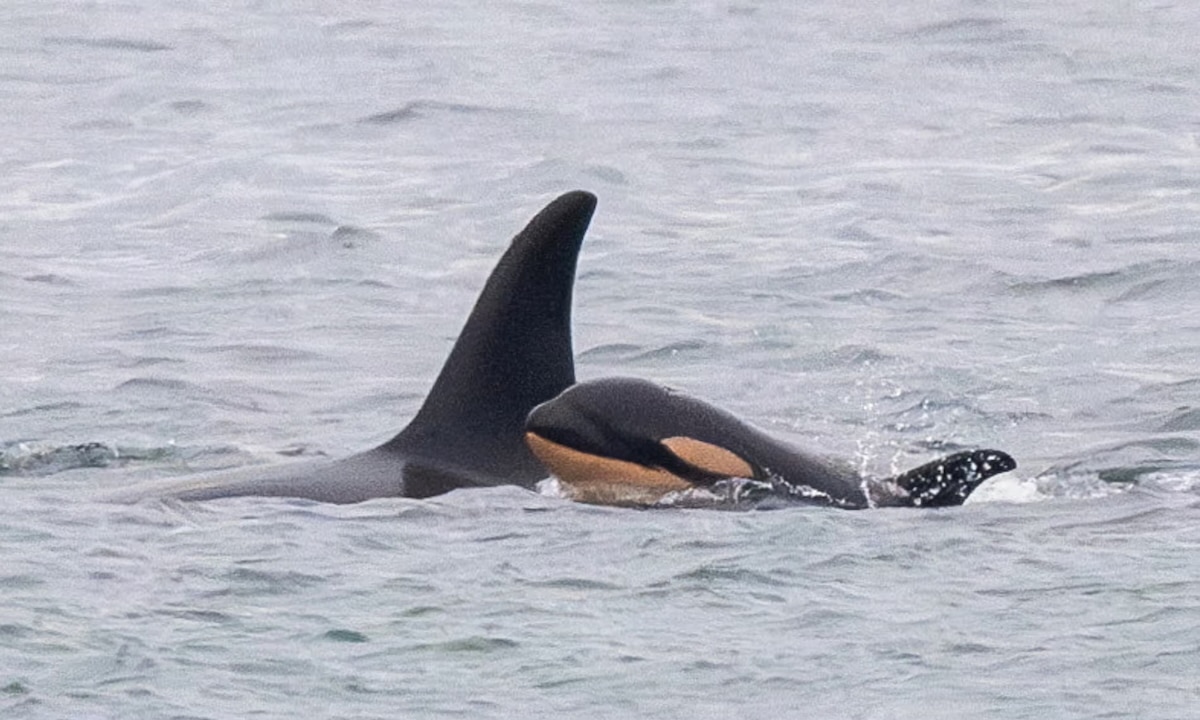 Grieving Killer Whale Who Lost Her Calf in 2018 Has Again Lost a Newborn Female [Video]