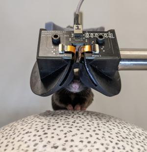 Scientists create virtual reality goggles for mice [Video]