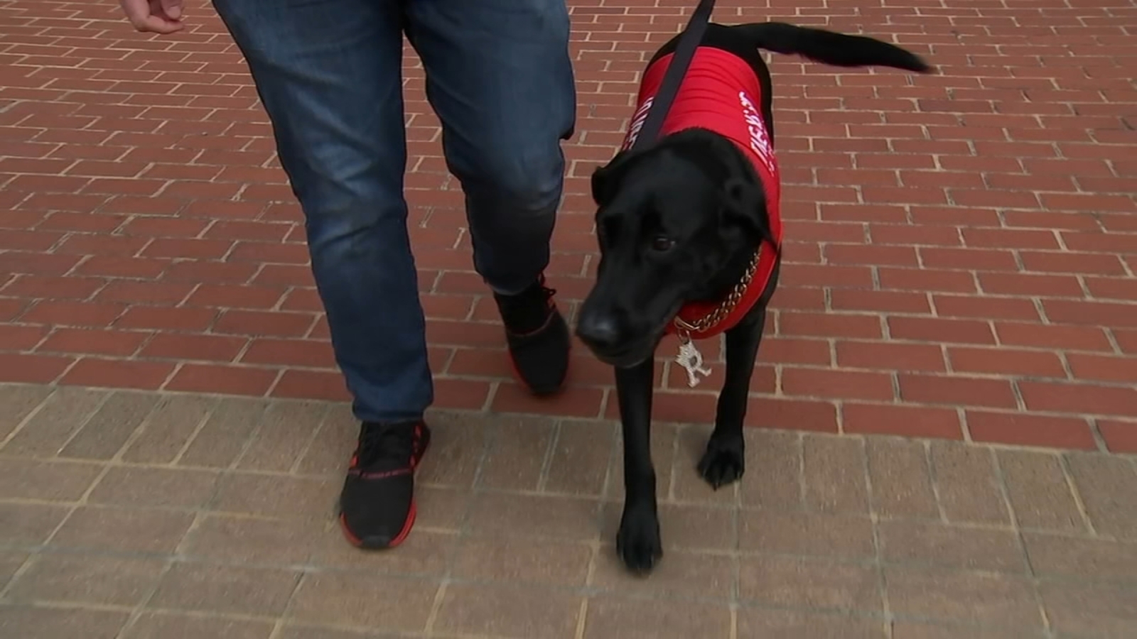 Ripken The Bat Dog dies: Mascot for NC State football & baseball, Carolina Hurricanes had undiagnosed medical condition [Video]