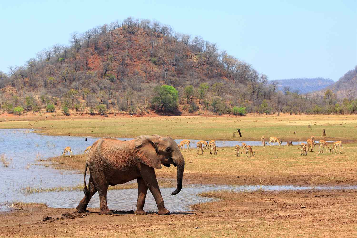 Boy Found Alive After 5 Days Surrounded by Lions in Game Park [Video]