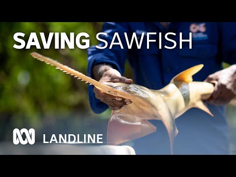 Scientists and fishers work together to protect endangered sawfish | ABC Landline [Video]