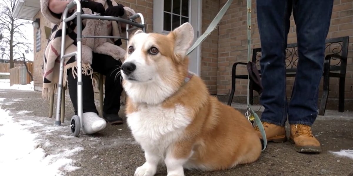 Corgi named Waldo hailed as a hero for rescuing his owner after a nasty fall [Video]