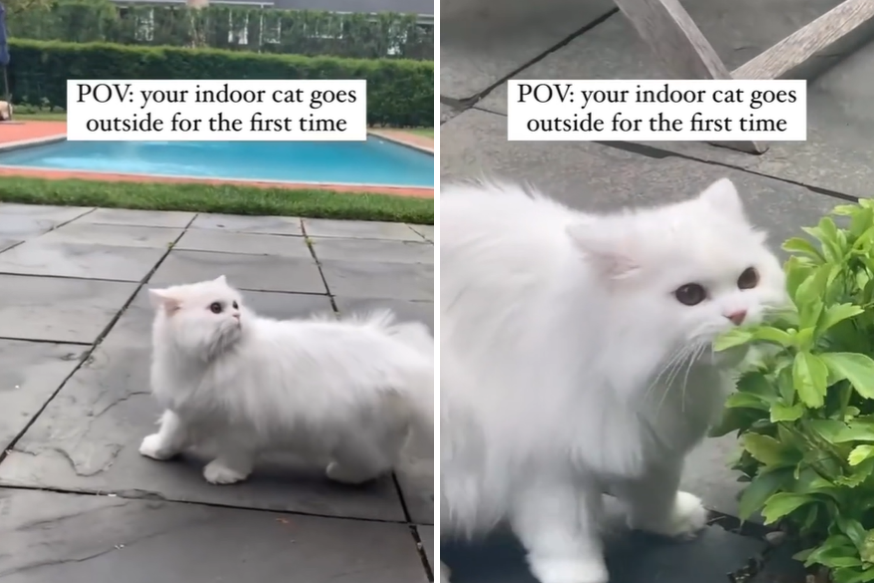 New York City Cat Experiences the Outdoors for First Time: ‘Loves It’ [Video]