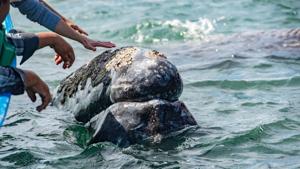 Phenomena Tourism Draws Travelers to Mexico for Renowned Whale Watching [Video]