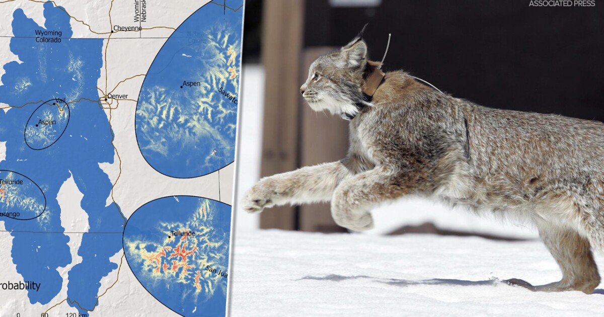 New habitat study reveals biggest challenges for Colorado’s Canada lynx [Video]