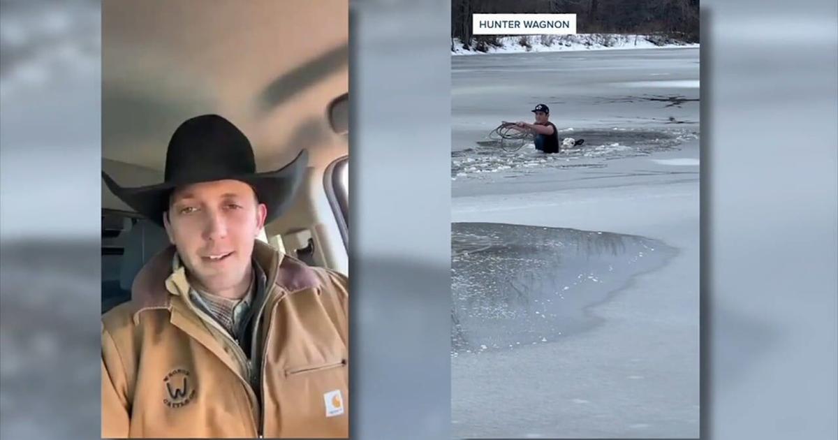 Cowboy rescues a calf from an icy situation | Good News [Video]