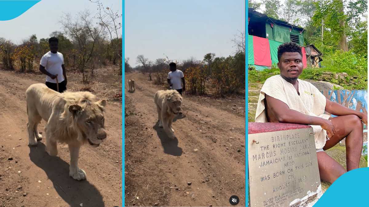 Wode Maya Walks With Huge Lion During Safari, Gets Scared As Lioness Pops Up Behind Him [Video]